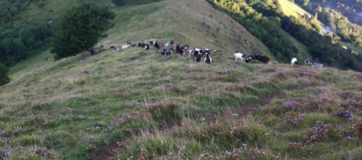 Bagnères Classic Trail : Au cœur du Trail, l’histoire du 1er Mai et du contre la montre !