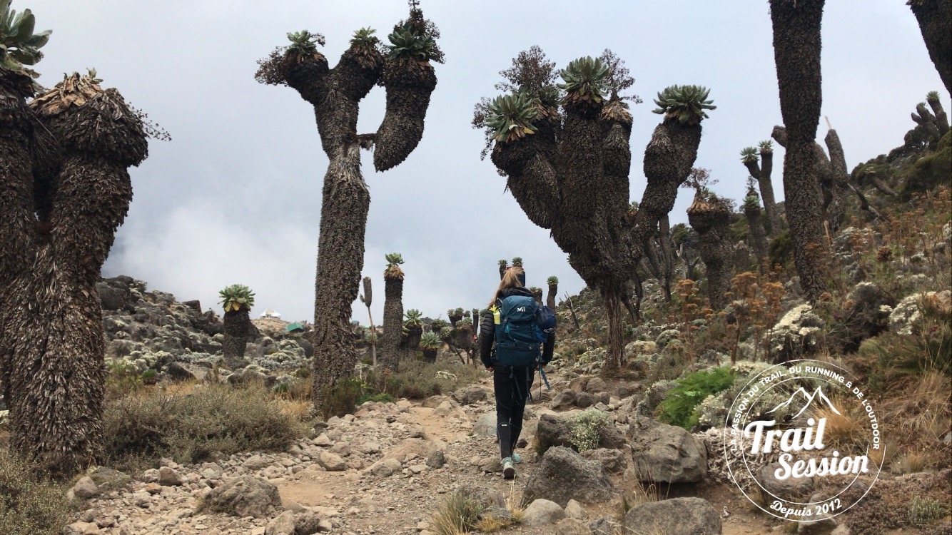 Ascension du Kilimandjaro