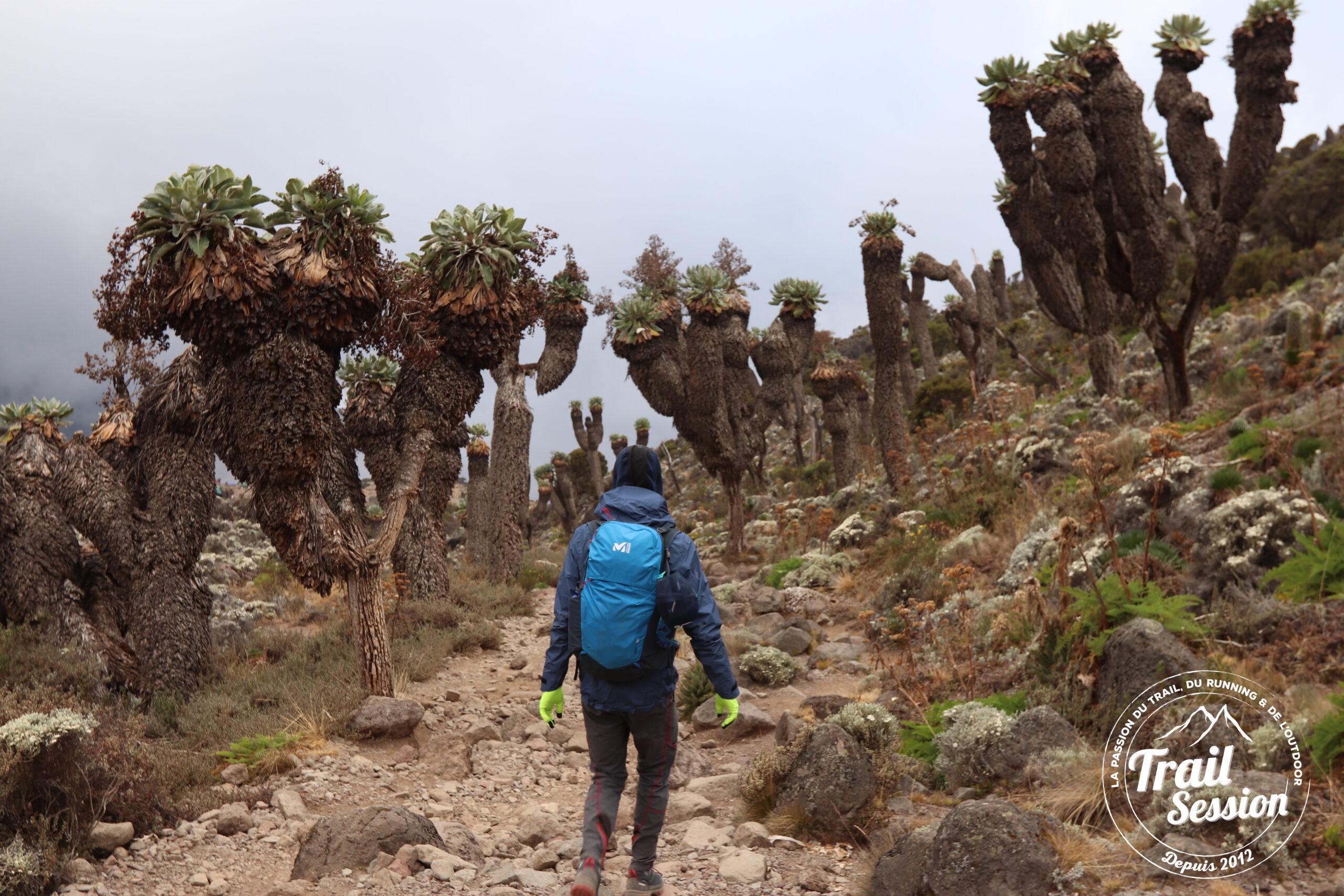 Trek du Kilimanjaro